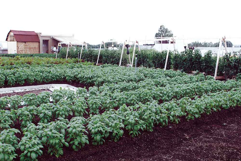 Cultiver des légumes sur le toit d'un IGA?