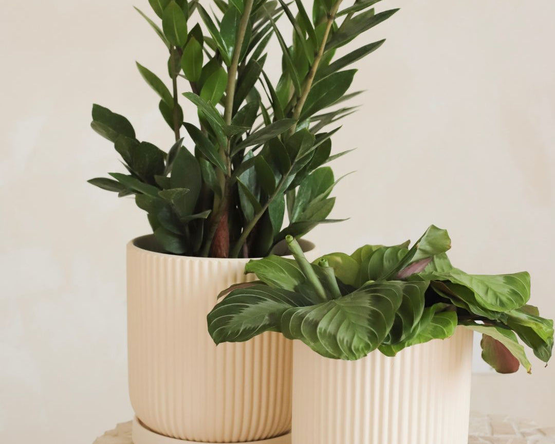 pot à plante Pot pour plante Ripple – Moi d'abord