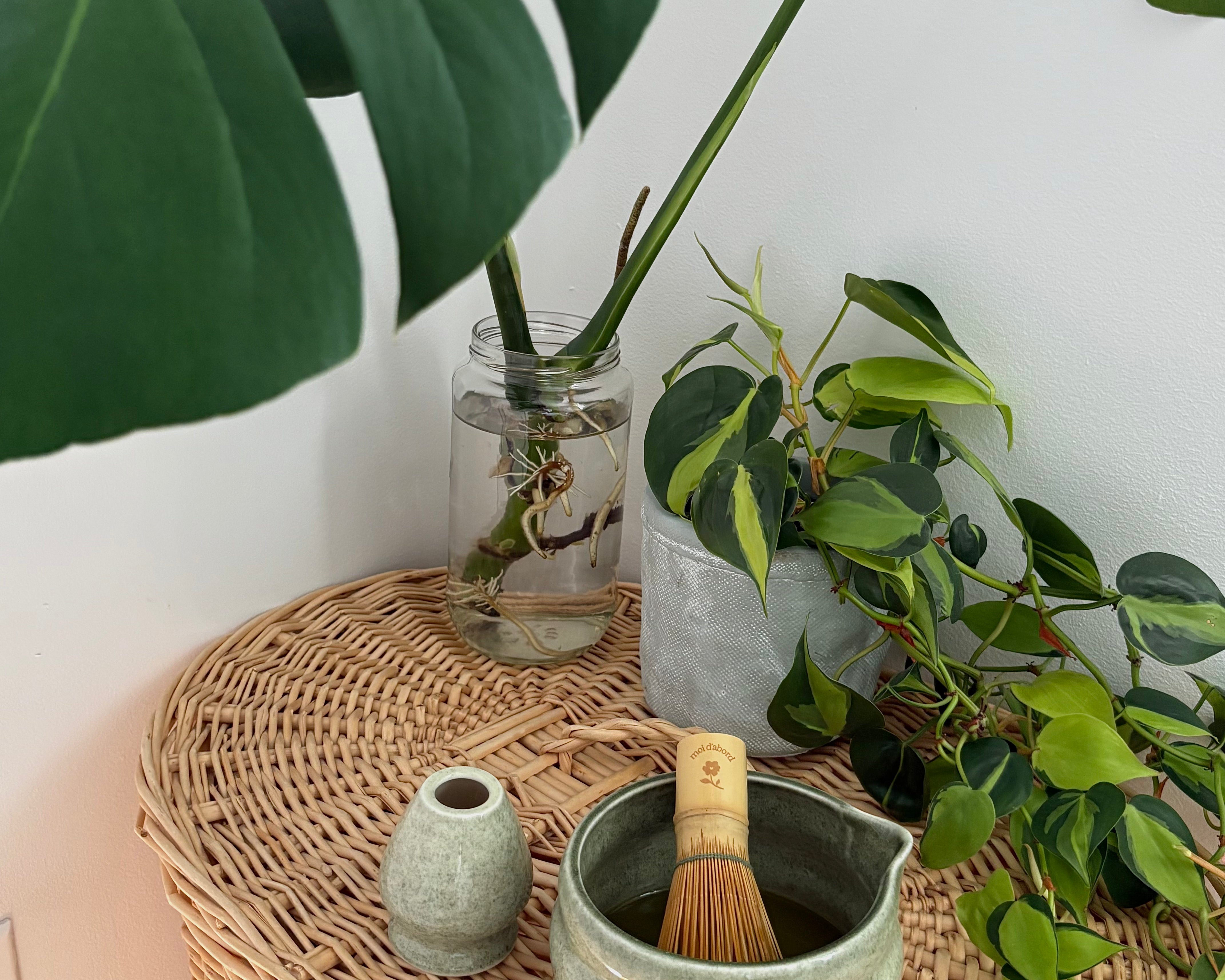 Ensemble à matcha complet - Vert sauge