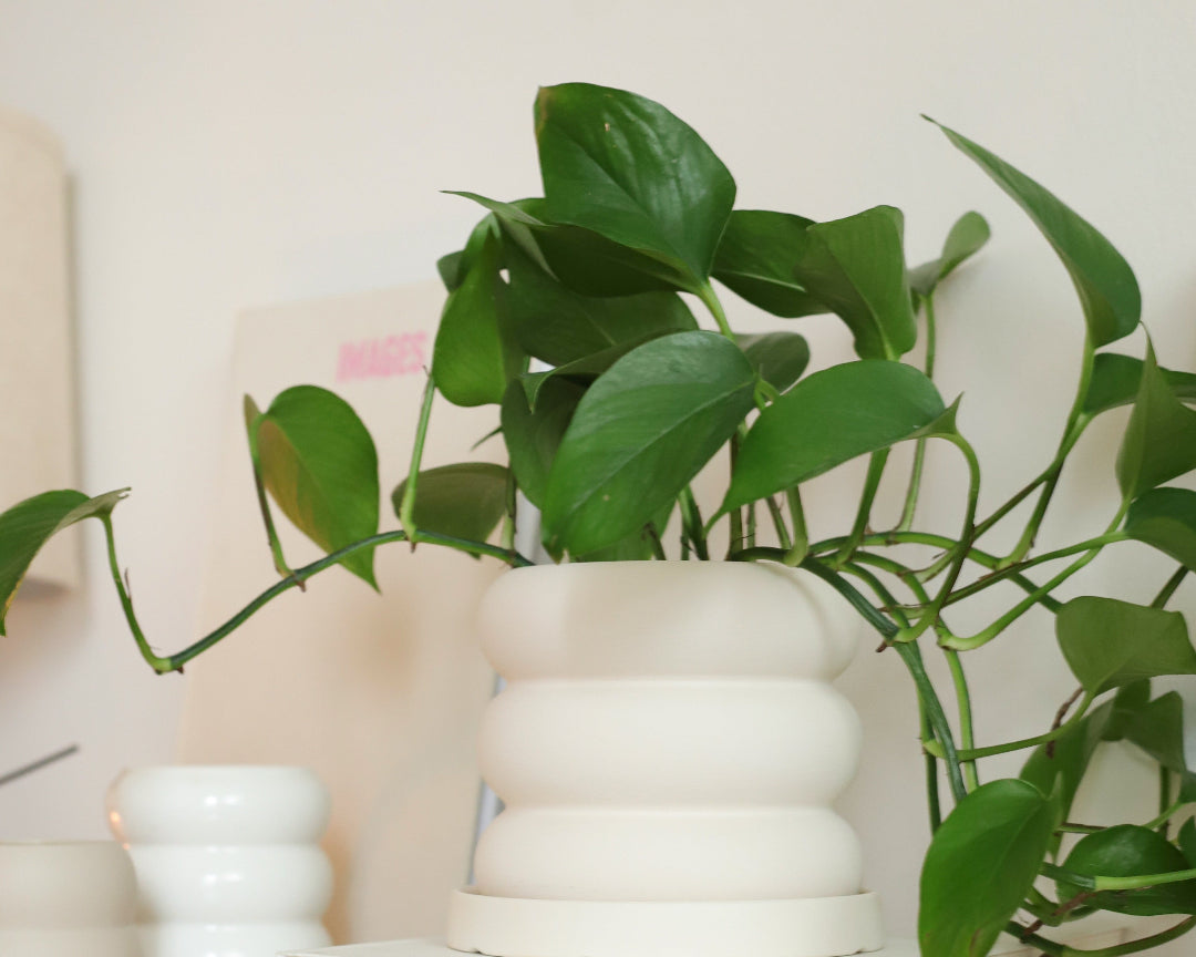 Pot pour plante Bubble