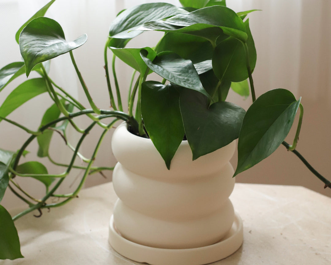 Pot pour plante Bubble
